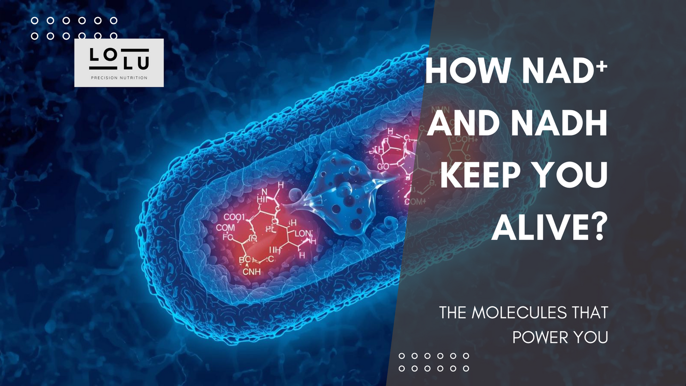 How NAD⁺ and NADH Keep You Alive? The Molecules That Power You!