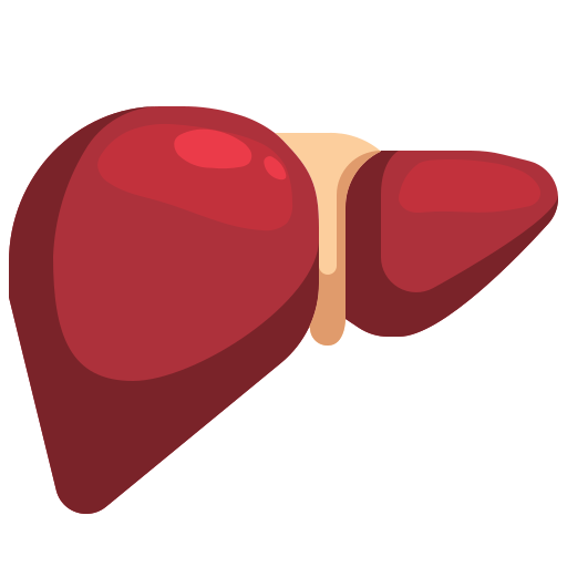 Liver