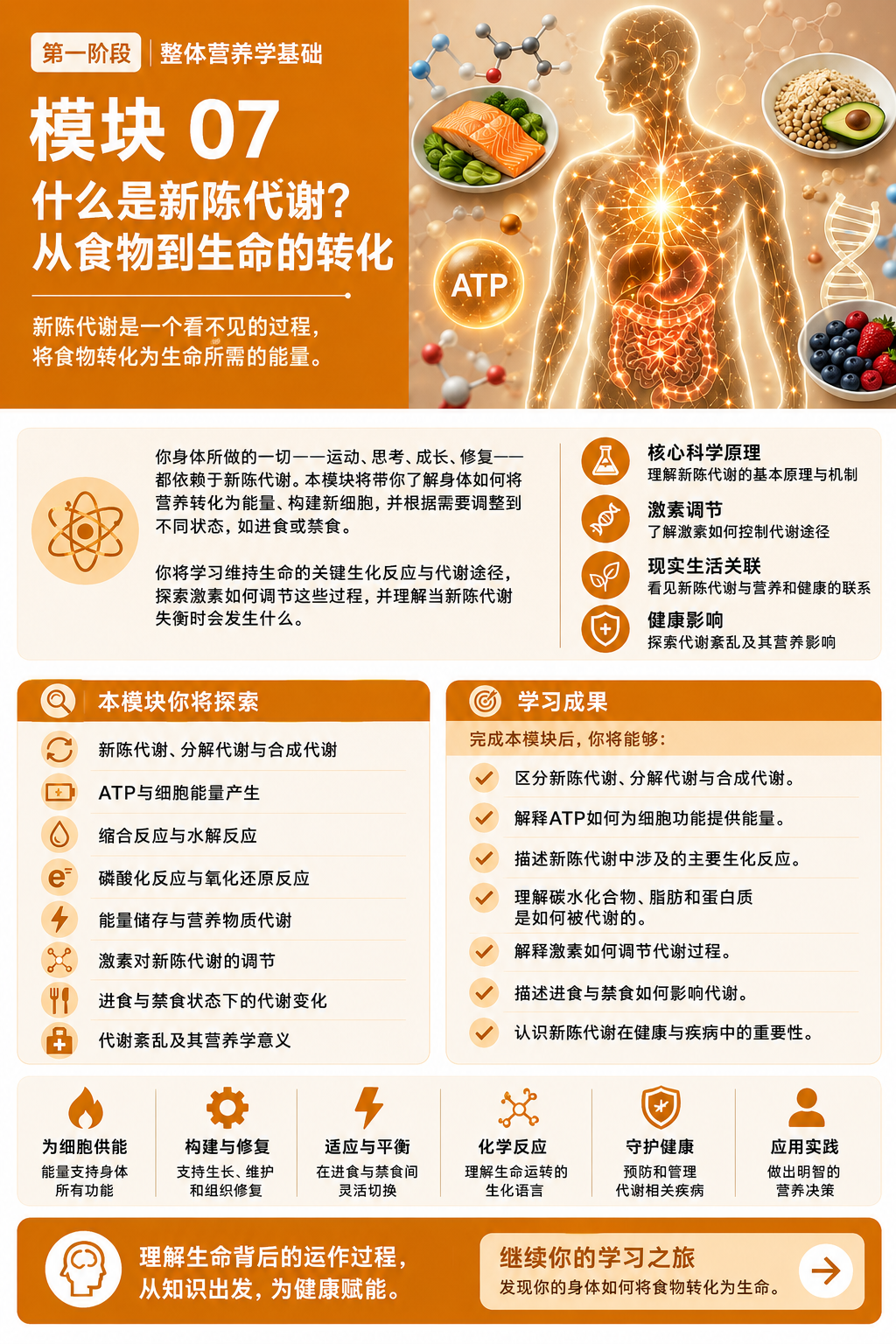 模块 07:什么是代谢?从食物到生命活动——简体中文课程概览