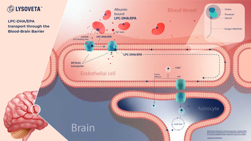 NYO3® Lysoveta™ LPC-DHA 60s